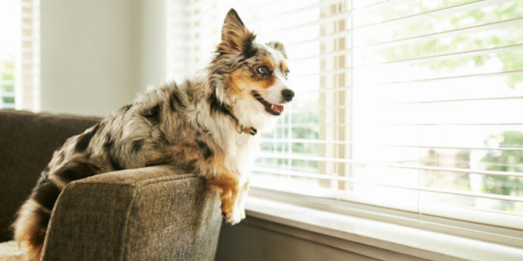 australian shepherd