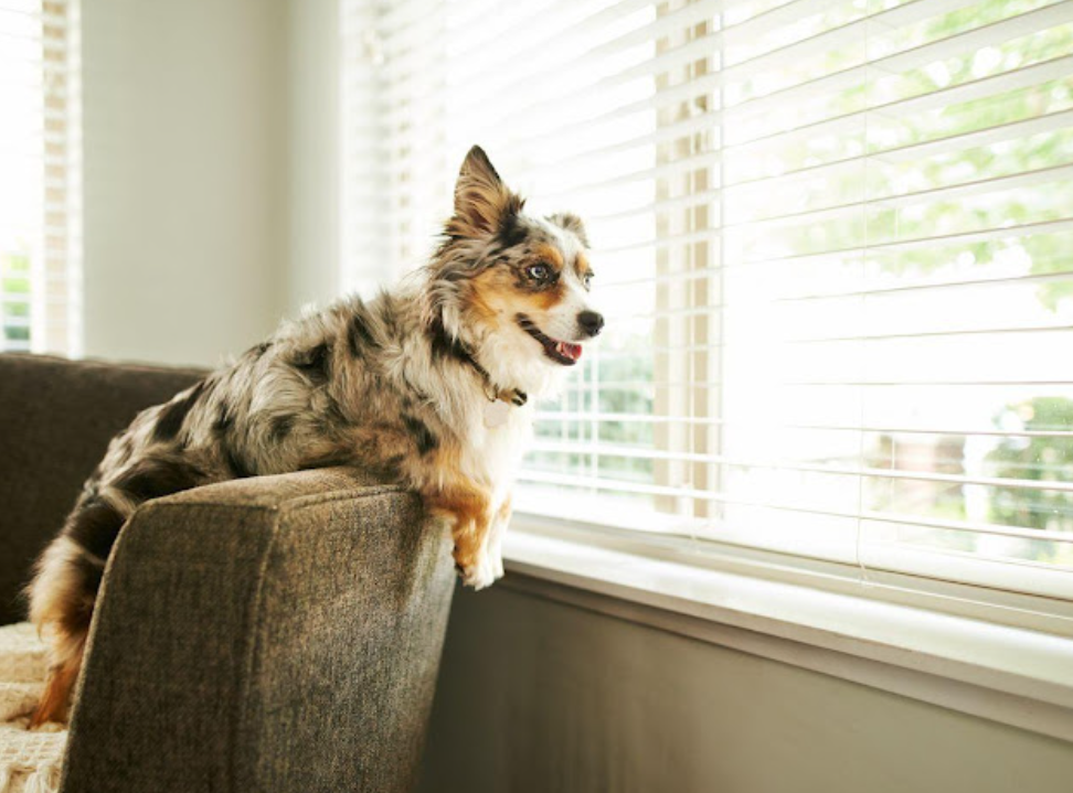 australian shepherd