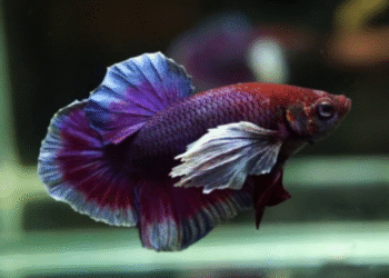 betta fish