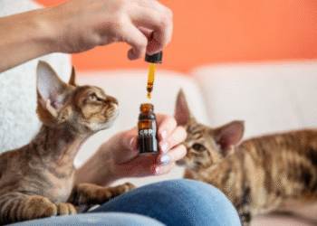 cbd for pets