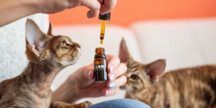 cbd for pets