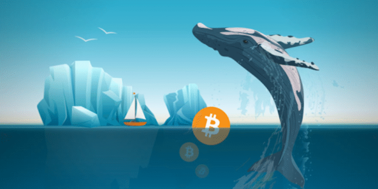 crypto whales