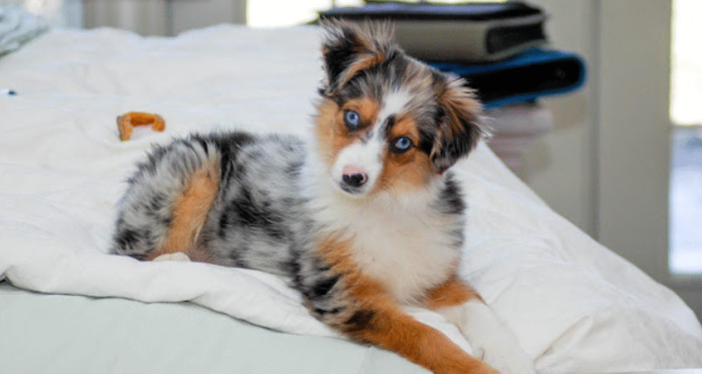 how to train australian shepherd