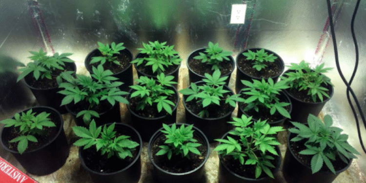 plants grow in 4X4 tent