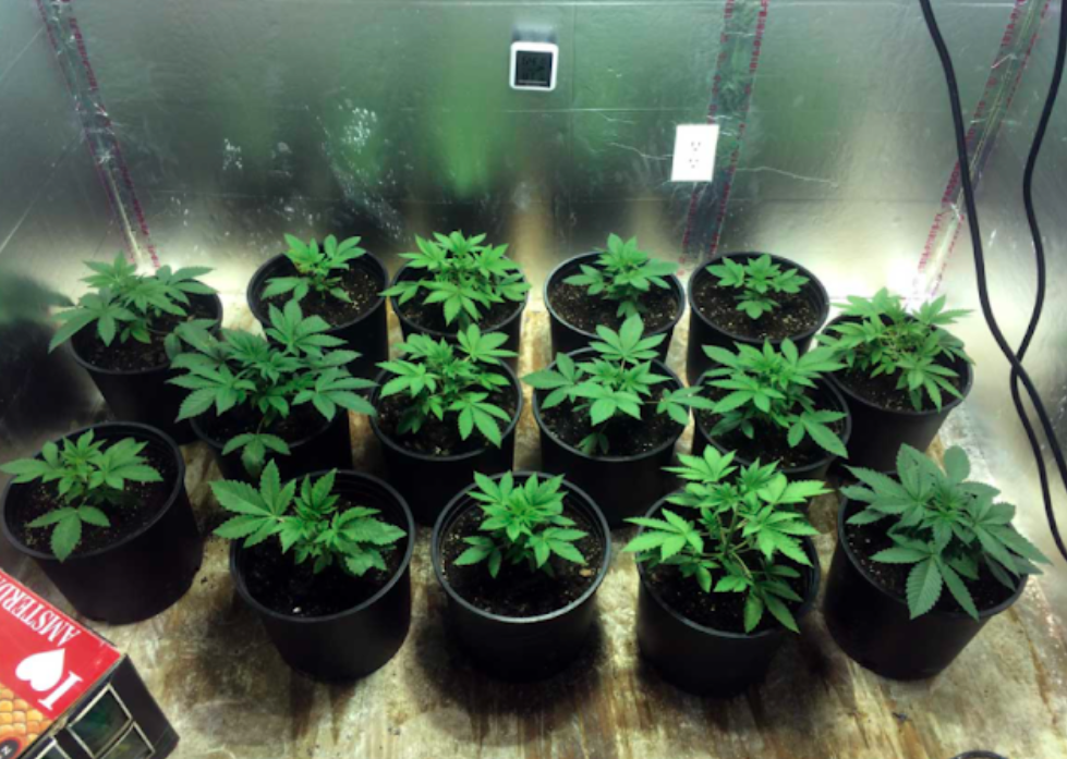 plants grow in 4X4 tent